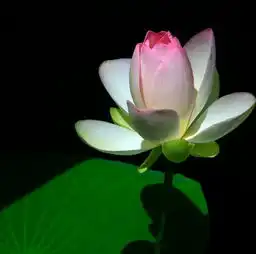 小岭村40亩荷花怒放去赏荷游玩,不负美好时光