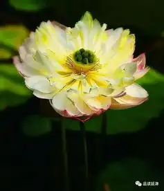 美图美文廉洁荷花别样美