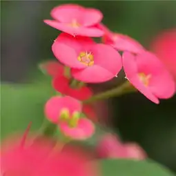 2018微信最吉利的好看头像风景寓意喜庆吉利微信风景头像