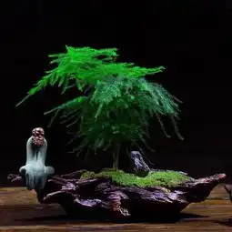 禅意苔藓微景观