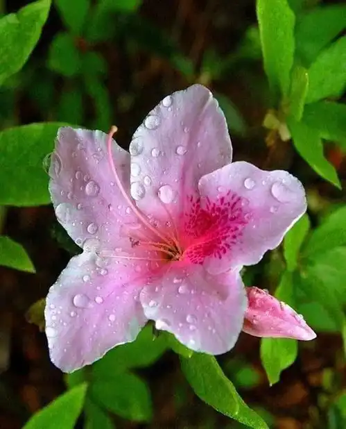 分享图片这些花朵太美了,漂亮的简直不敢相信自己的眼睛