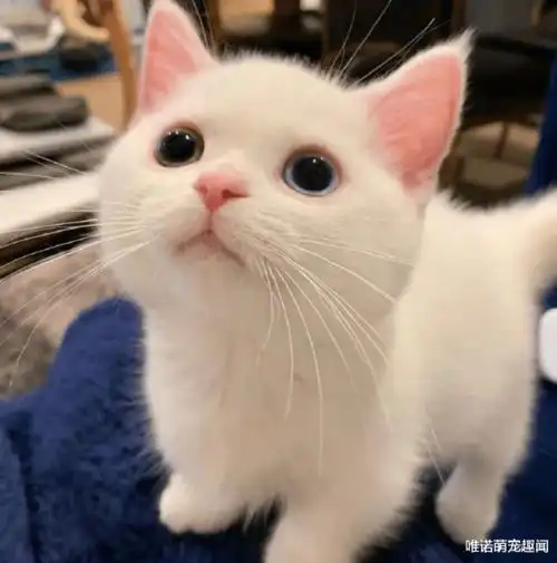 一只白色小奶猫,竟因逆天颜值火了,此猫只因天上有