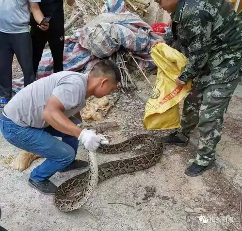梅州一村民被过山峰毒蛇咬到,经抢救无效身亡