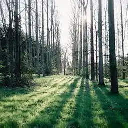 森林唯美风景头像