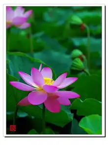 花卉摄影习作莲花