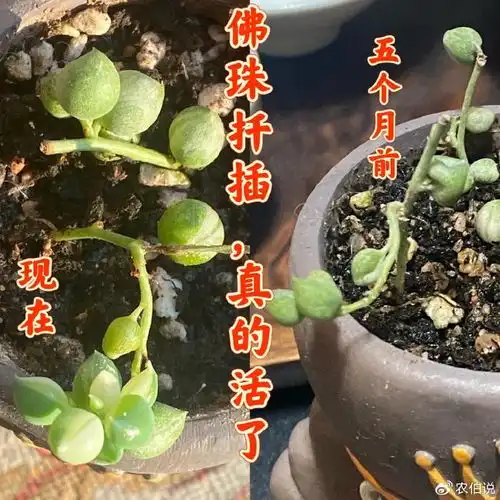 随便掐个枝都能养活的9种花,太适合新人了,不用管就能养爆盆