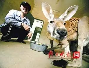 南京动物园袋鼠走红只因名字带鼠字