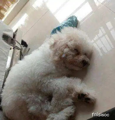 比熊犬虽好,养它要承受这些痛,不是所有人都懂
