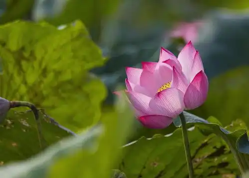 美极了,荷花照片这么拍,新手一看就会