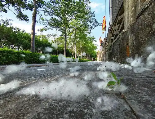 南宁满城飞絮是浪漫的邂逅还是可怕的际遇