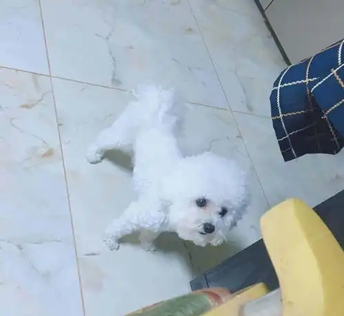 比熊犬看到主人手里的东西后,挺胸抬头大步走,无意间学会新技能