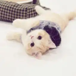 超萌小奶猫唯美图片萌到心都化了