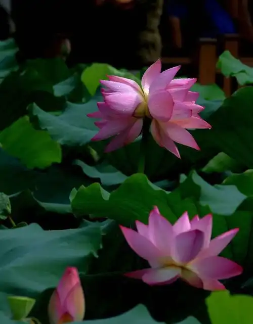 并蒂莲花开,好运自然来