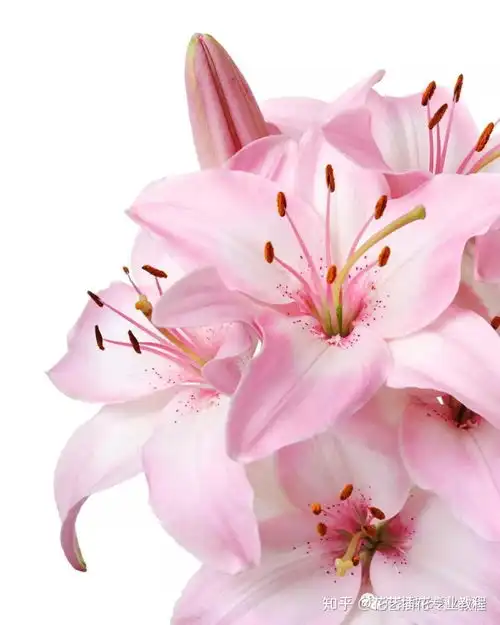 花艺教程让百合的芬芳更持久,延长百合花期的小窍门你值得拥有