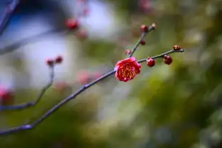 拍了张梅花感觉还可以麻烦老师帮忙ps下
