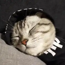 抖音可爱猫咪排行榜,抖音拥有众多粉丝的喵星人,你认识几个呢