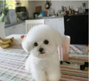 苏州出售纯种比熊犬苏州哪里有卖纯种比熊狗狗苏州哪有比熊幼犬卖