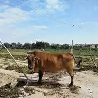 水牛头像图片大全微信头像图片大全