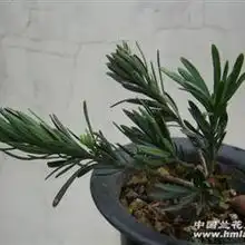 雀舌罗汉松