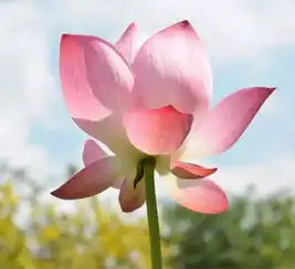 测试一个超长简介的文章