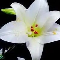 百合花头像图片大全微信头像图片大全