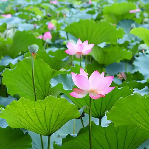手把手教你养荷花做好这5点工作,好看又赚钱