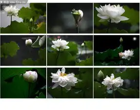 罕见白色荷花摄影图