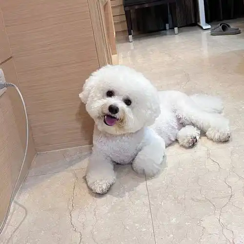 完美选择5大优点让你爱上比熊犬