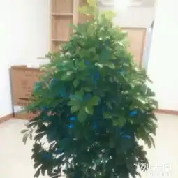 聚财树盆景一盆,高度1.6米,宽度90,因家里放不下,忍