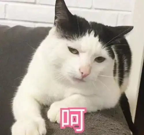 土猫不绝育,留着污染我家猫的血统吗