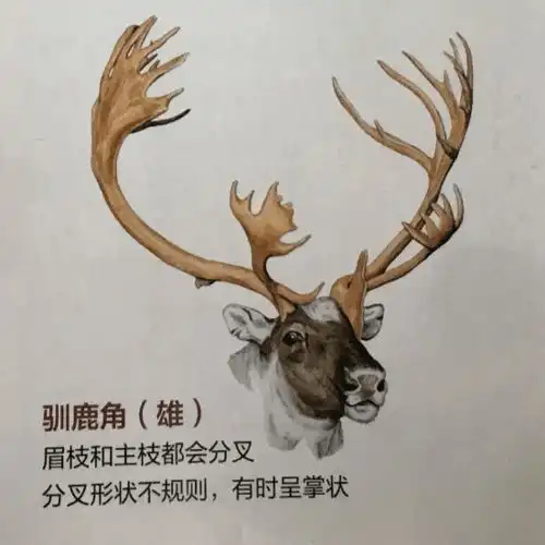 圣诞特别策划丨我不是拉雪橇的鹿二