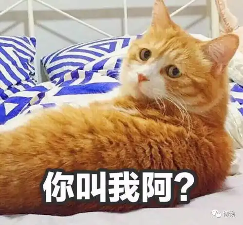 为啥你偏爱猫,而有的人更喜欢狗