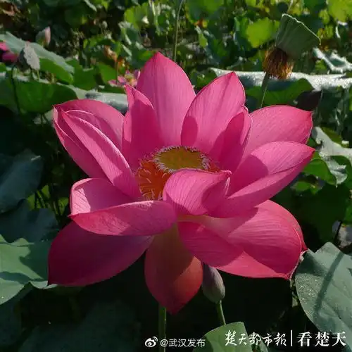 中科院武汉植物园夏荷秋荷一同绽放,花期延展至11月