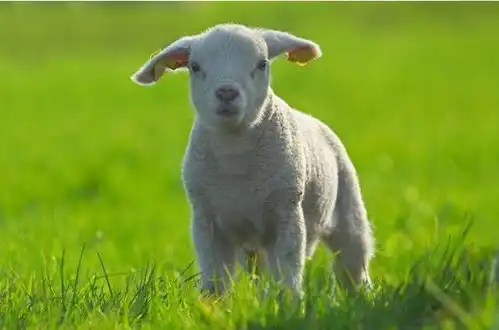 11月1311月30日,羊龙生肖牛运势攻略,扶摇直上,事业兴旺