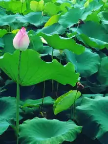 深圳洪湖公园荷花花期到什么时候结束