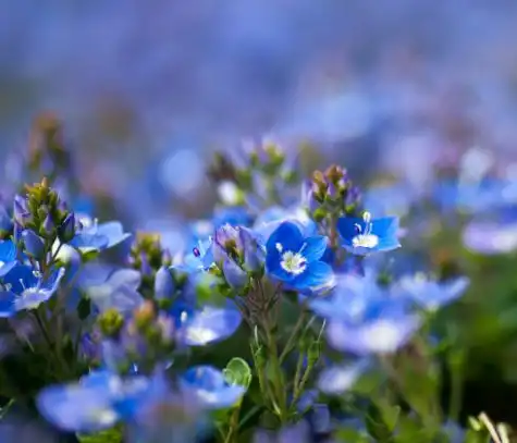 春来花开,你确定不来这个花花世界打卡