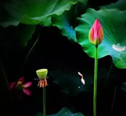 鲜美烟台丨烟台这几处荷花塘美到朋友圈刷屏赶快带上家人一起来吧