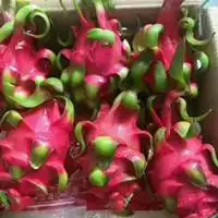 红心火龙果图片大全微信头像图片大全