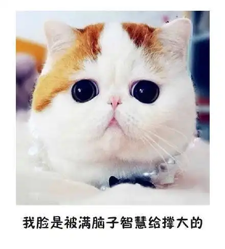 大脸猫表情包翻译