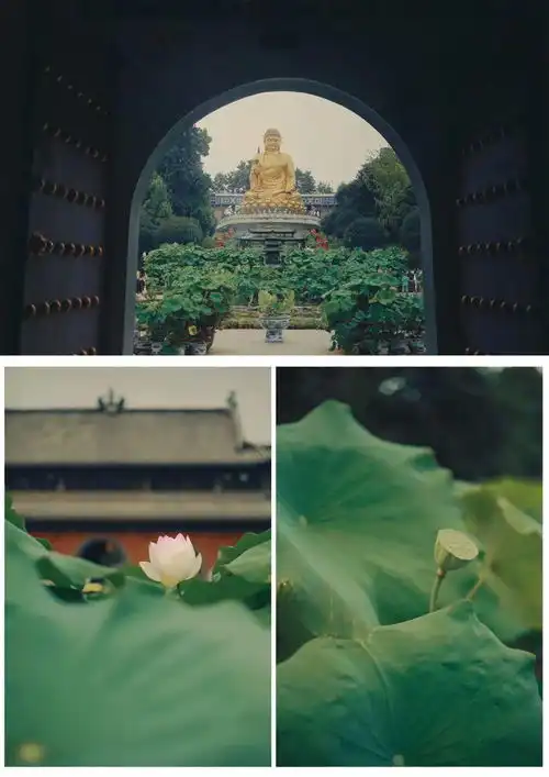 重庆6500缸荷花开了,许你一个花与禅的夏日