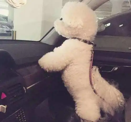 养比熊犬先考虑6件事,能否养狗十年以上最关键,需谨慎