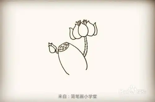 荷花简笔画怎么画荷花的画法