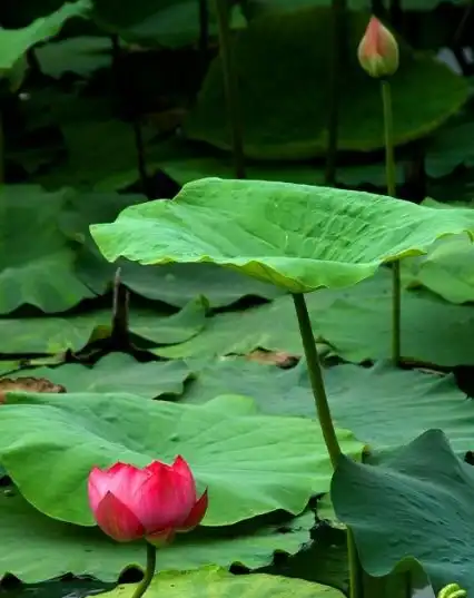 10月底,鸿运当头,4属相桃花朵朵,机遇不断,生活一顺百顺