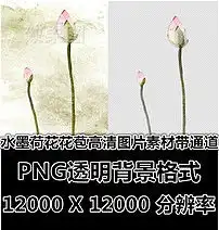 水墨荷花莲花苞含苞待放高清图片素材带通道