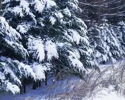 冬天雪景图自然风景图片自然风景冬天雪景