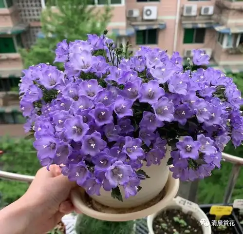阳台养一种花,三季有花看,花多易爆盆,文艺范十足,养护也容易
