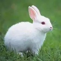 图片2018属兔转运微信头像微信头像图片大全