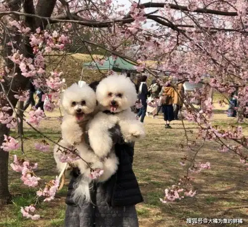 我喜欢这公园,绝不回去汪12张狗狗的直率表情照让你笑不停