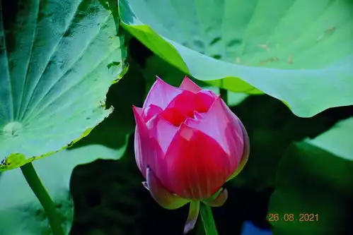 摄影无道具拍荷花黑色背景要点