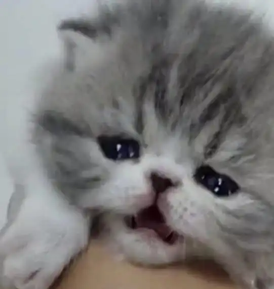 调皮铲屎官不让小奶猫喝奶,小奶猫委屈到眼泪流出来,惹人心碎